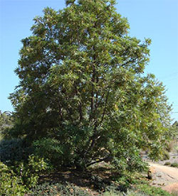 Photo 4 from CHANNEL ISLANDS RESTORATION