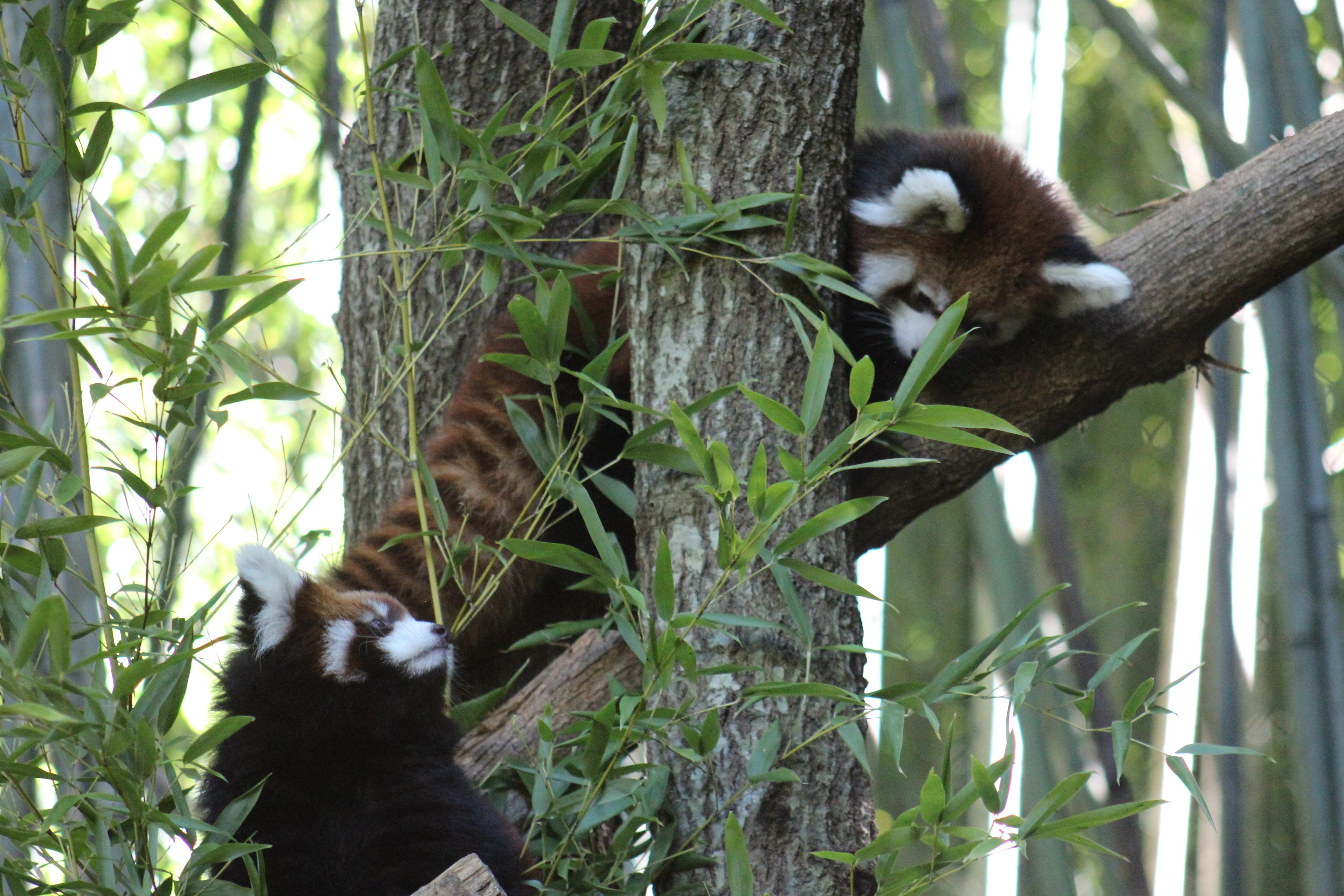 Photo 6 from Nashville Zoo