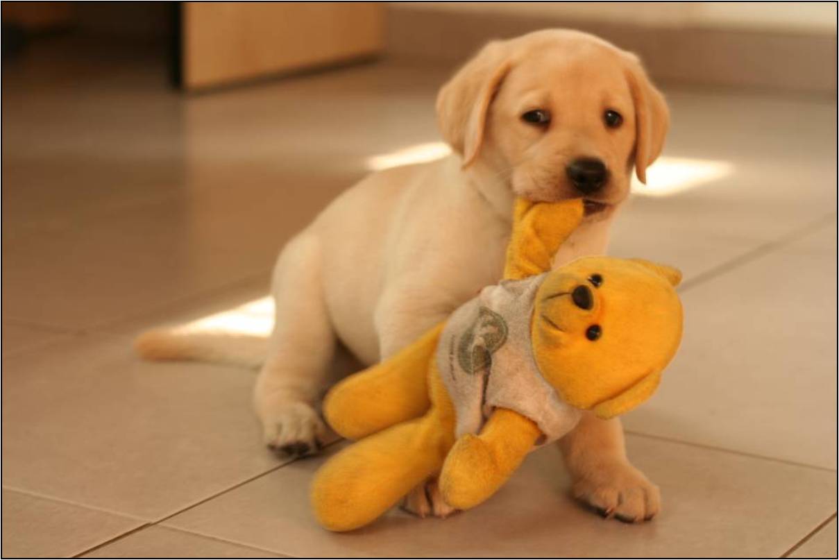 Photo 1 from ISRAEL GUIDE DOG CENTER FOR THE BLIND