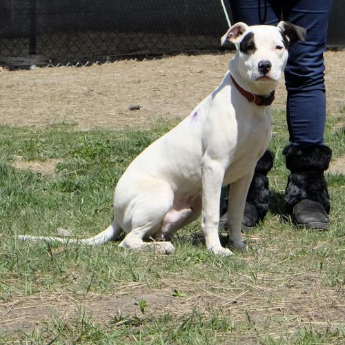 Photo 3 from ALL BREED RESCUE INC