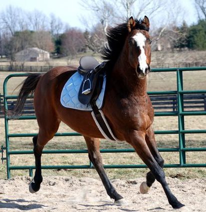 Photo 3 from KENTUCKY EQUINE HUMANE CENTER INC