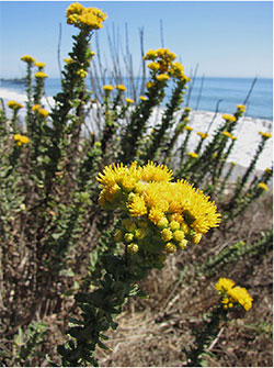 Photo 1 from CHANNEL ISLANDS RESTORATION