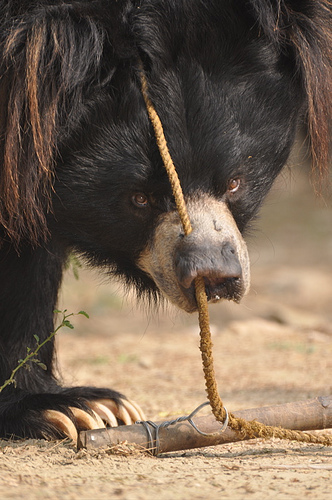 Photo 2 from INTERNATIONAL ANIMAL RESCUE US