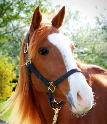 Photo 4 from KENTUCKY EQUINE HUMANE CENTER INC