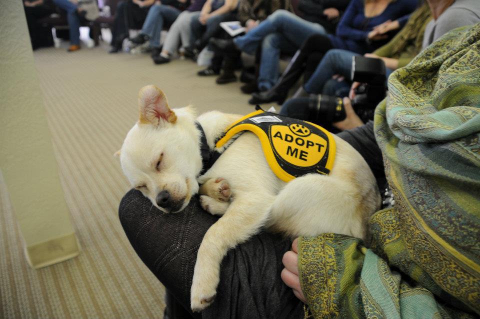 Photo 4 from Canines With a Cause