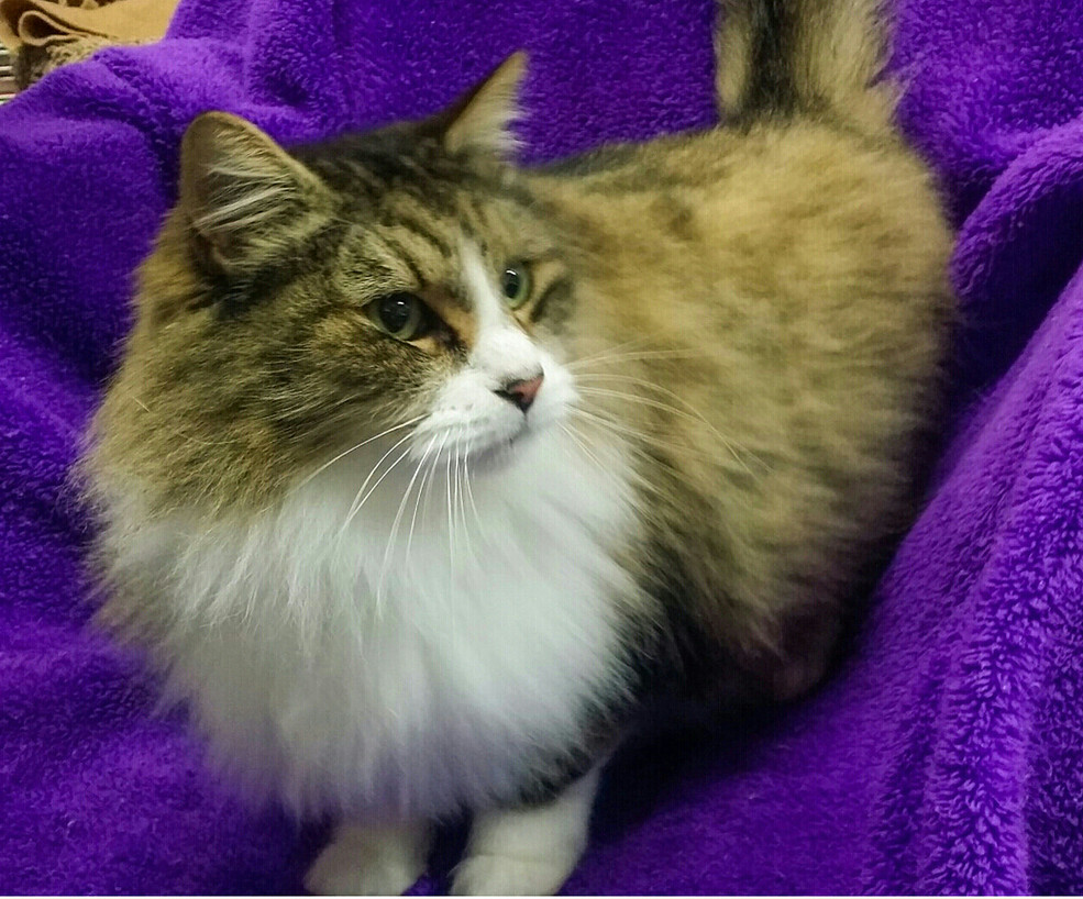 Photo 4 from SALEM FRIENDS OF FELINES