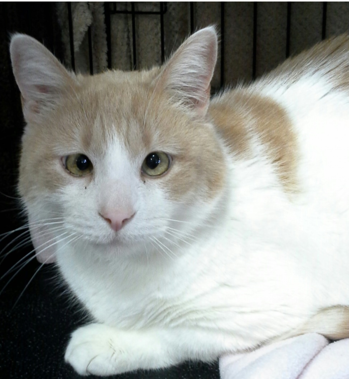 Photo 3 from SALEM FRIENDS OF FELINES