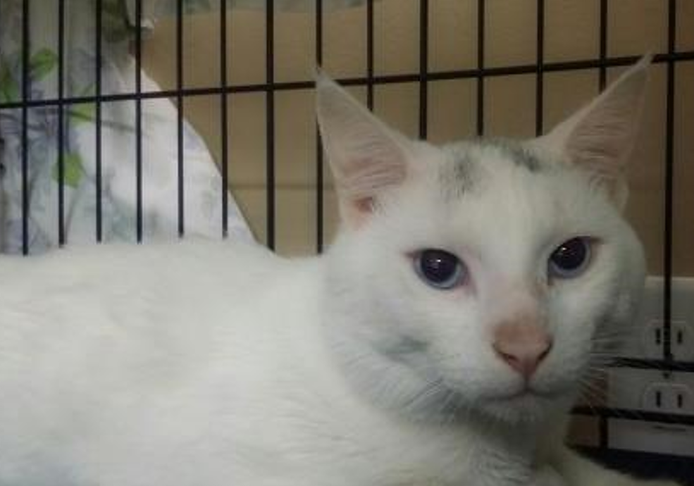 Photo 5 from SALEM FRIENDS OF FELINES