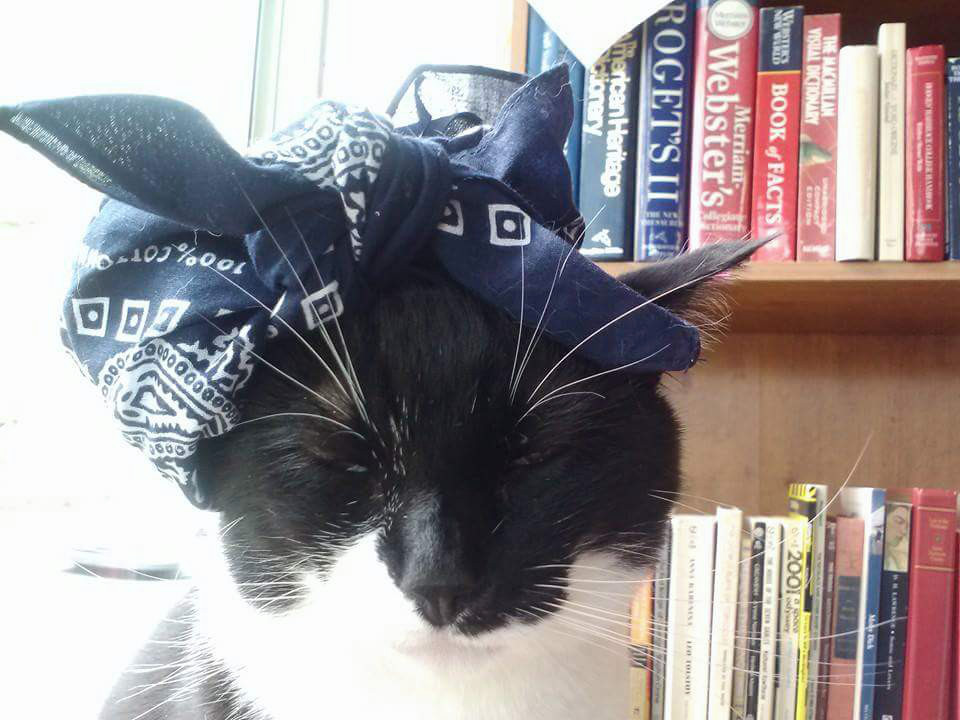 Photo 2 from SALEM FRIENDS OF FELINES