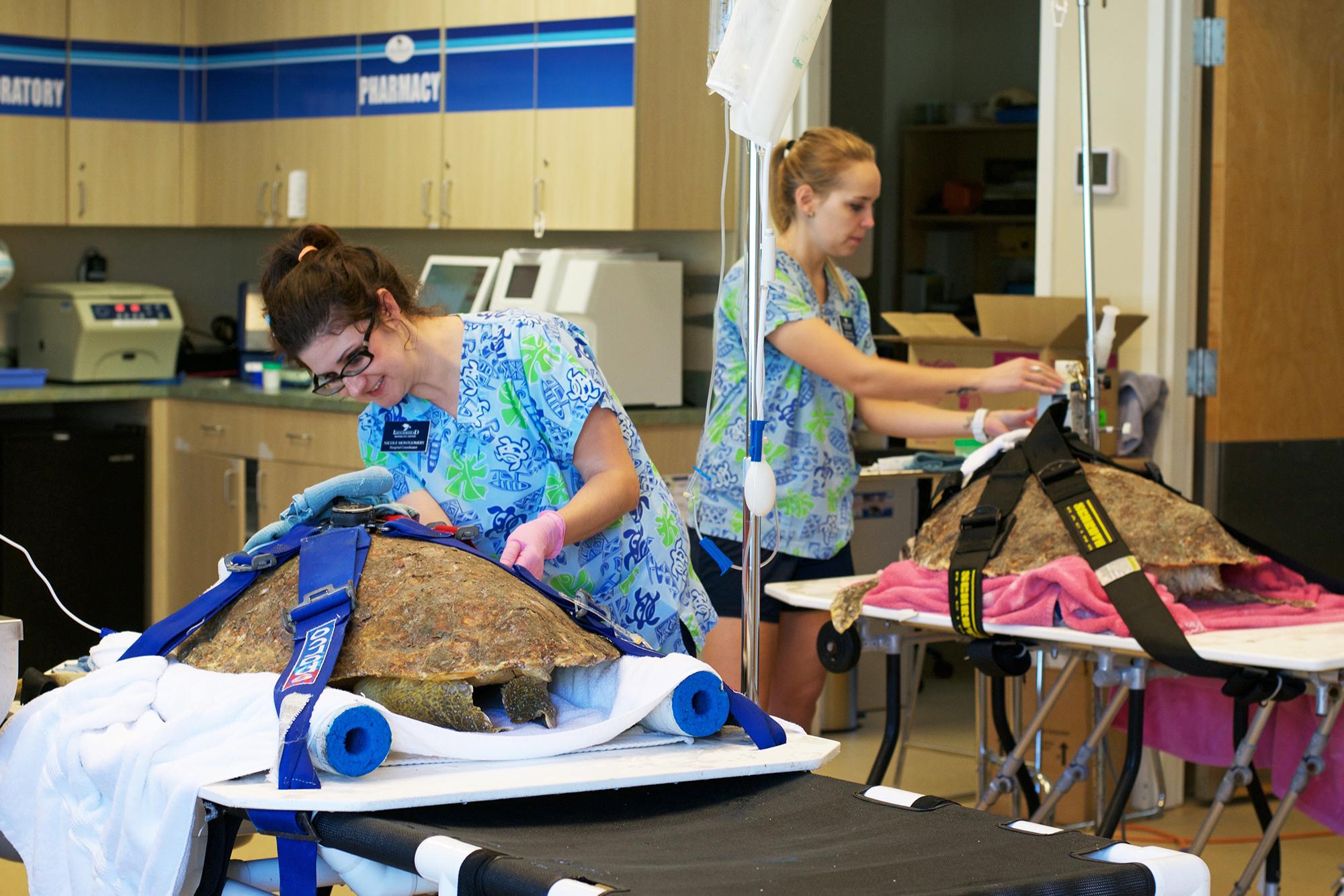 Photo 5 from Loggerhead Marinelife Center