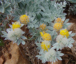 Photo 3 from CHANNEL ISLANDS RESTORATION