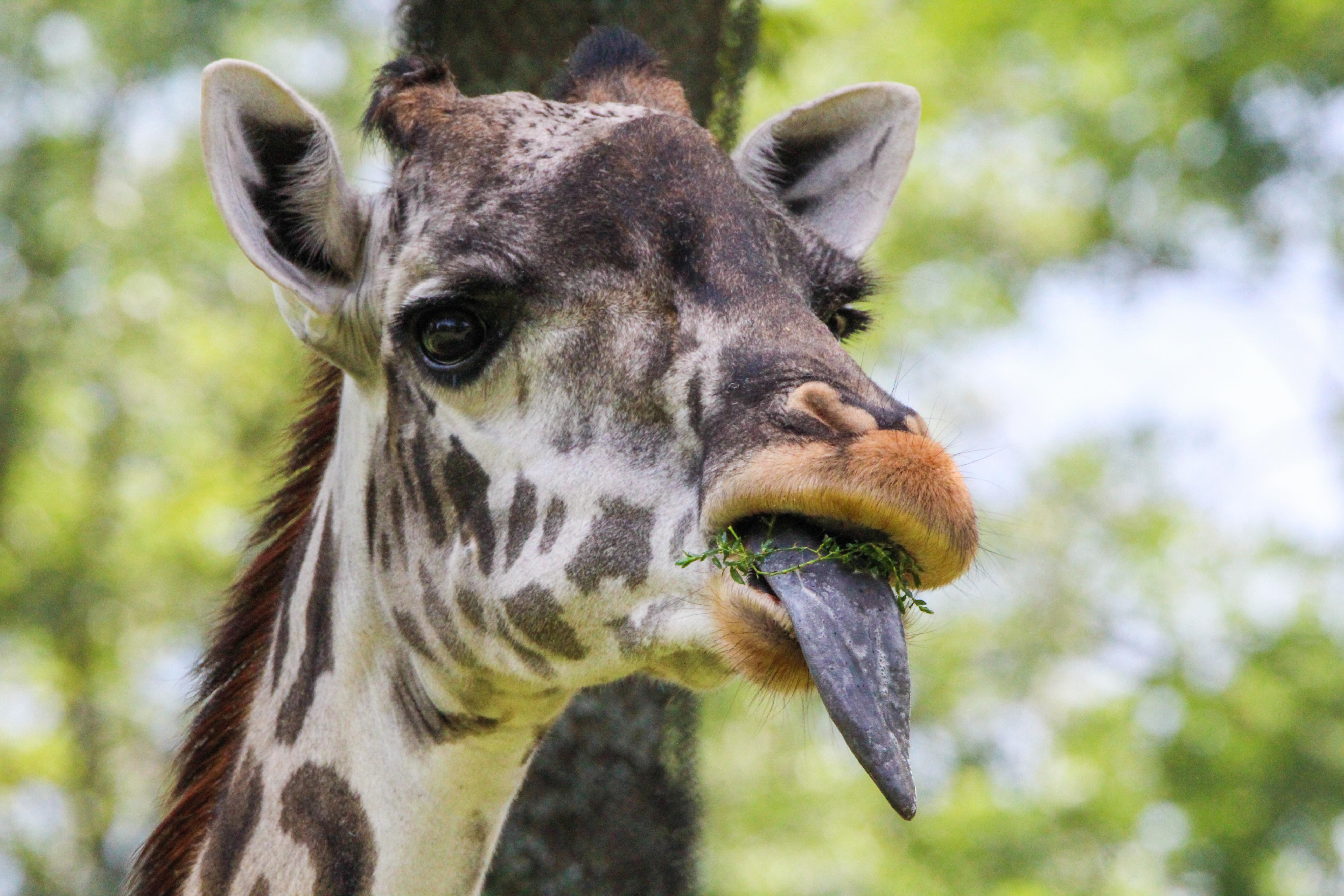 Photo 8 from Nashville Zoo