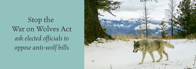 Photo 4 from WildEarth Guardians