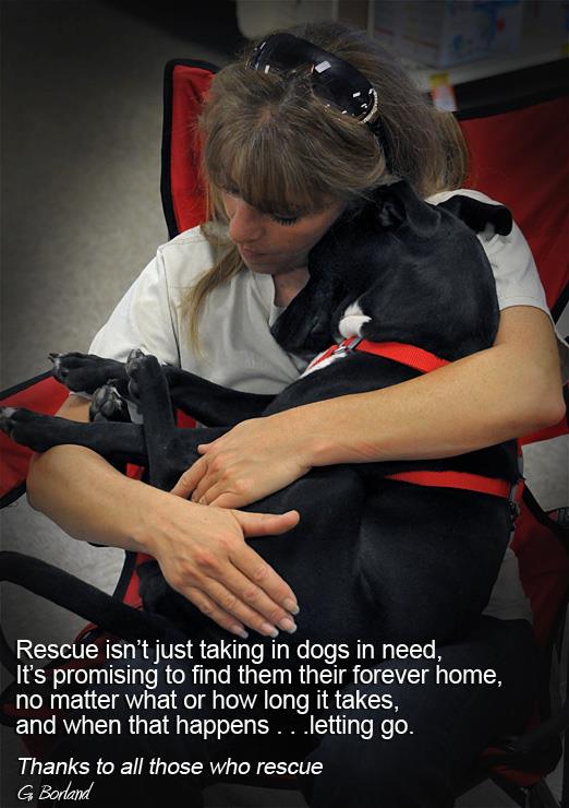 Photo 1 from COMMUNITY ANIMAL RESCUE AND EDUCATION INC