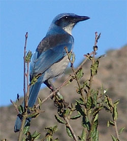 Photo 5 from CHANNEL ISLANDS RESTORATION