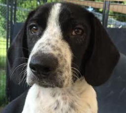 Photo 2 from ALL BREED RESCUE INC