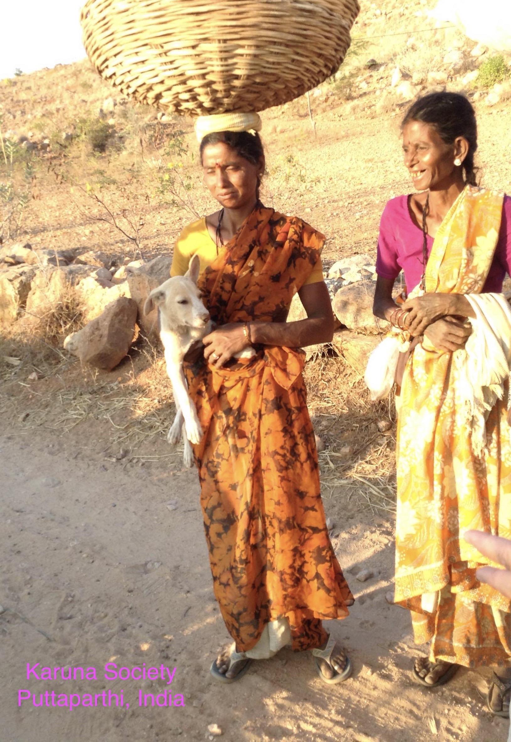 Photo 2 from HELP ANIMALS INDIA                                                    