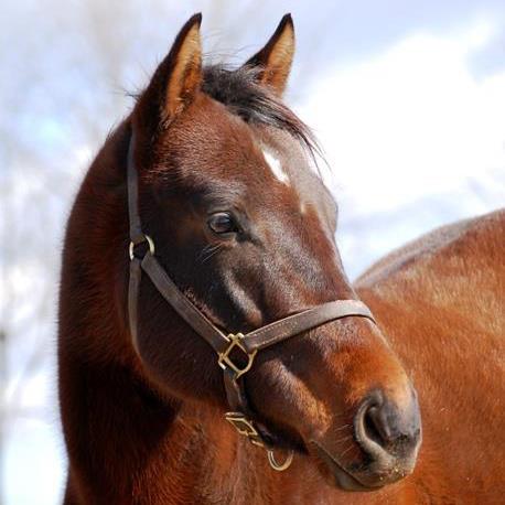 Photo 6 from KENTUCKY EQUINE HUMANE CENTER INC