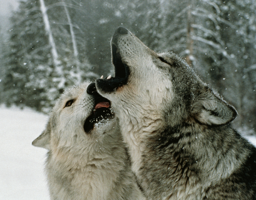 Photo 2 from LIVING WITH WOLVES 