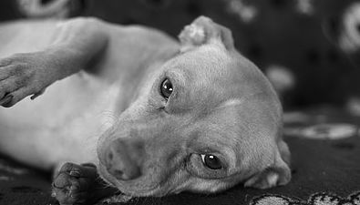 Photo 2 from CASTAWAY ANIMALS RESCUE EFFORT