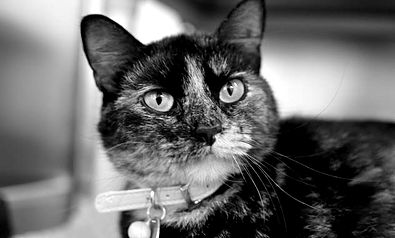 Photo 3 from CASTAWAY ANIMALS RESCUE EFFORT