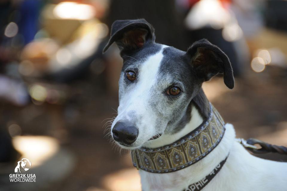 Photo 2 from GREY2K USA Worldwide