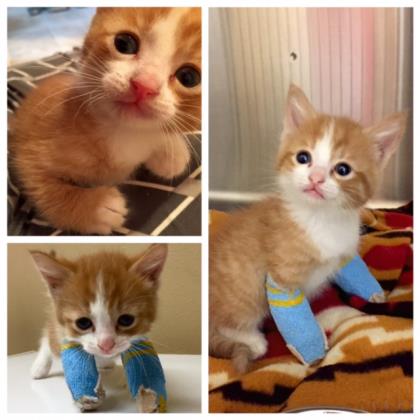 Photo 1 from SALEM FRIENDS OF FELINES