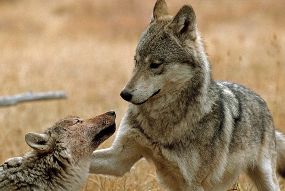 Photo 4 from LIVING WITH WOLVES 