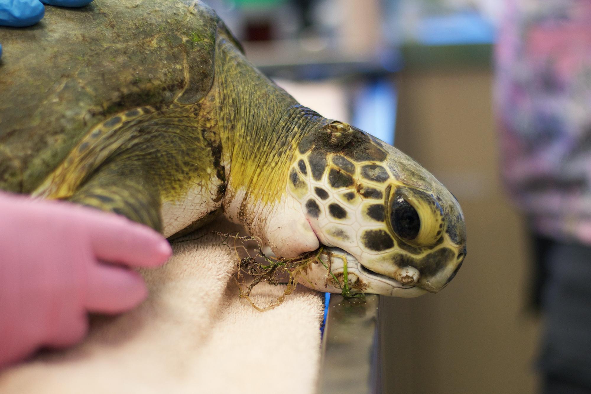 Photo 3 from Loggerhead Marinelife Center