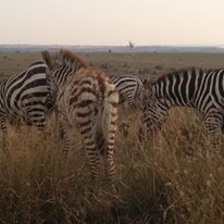 Photo 8 from Red Rhino Orphanage Project