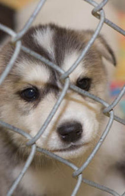 Photo 1 from THE ANIMAL SHELTER OF TEXAS COUNTY