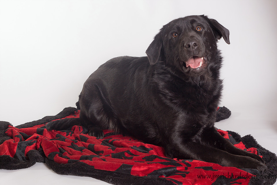 Photo 2 from THE ANIMAL SHELTER OF TEXAS COUNTY