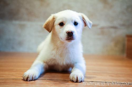 Photo 3 from THE ANIMAL SHELTER OF TEXAS COUNTY