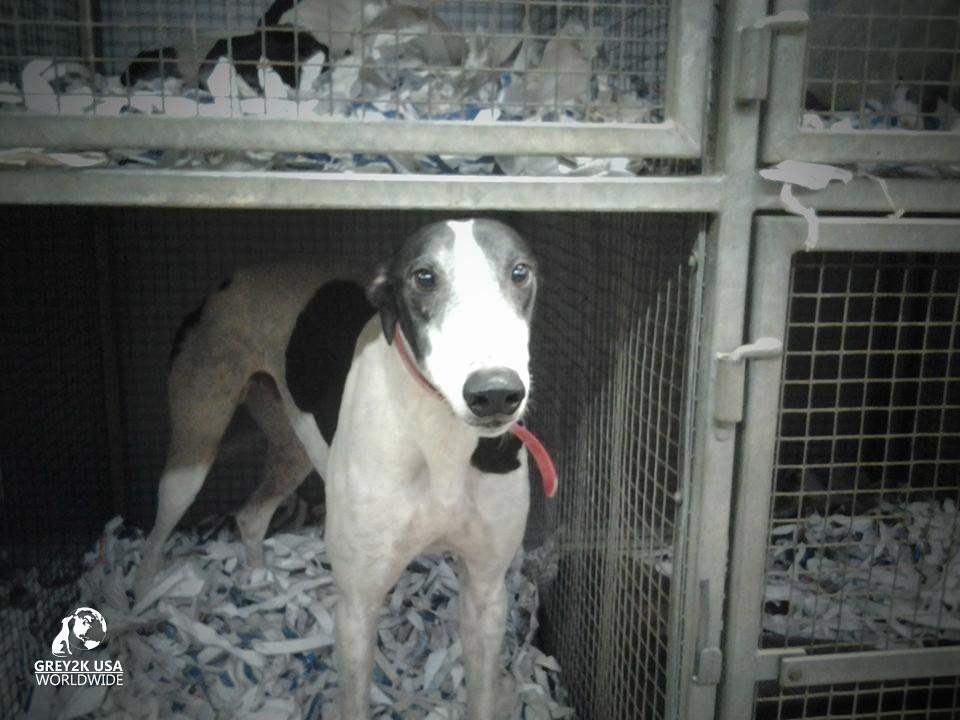 Photo 8 from GREY2K USA Worldwide