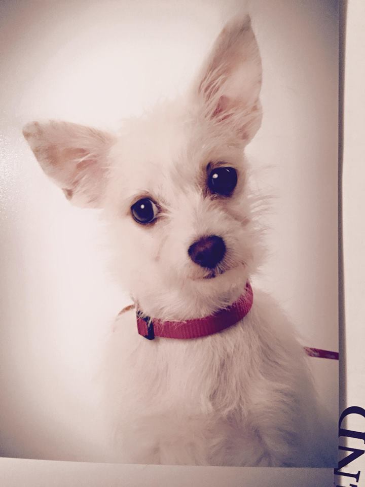 Photo 7 from COMMUNITY ANIMAL RESCUE AND EDUCATION INC