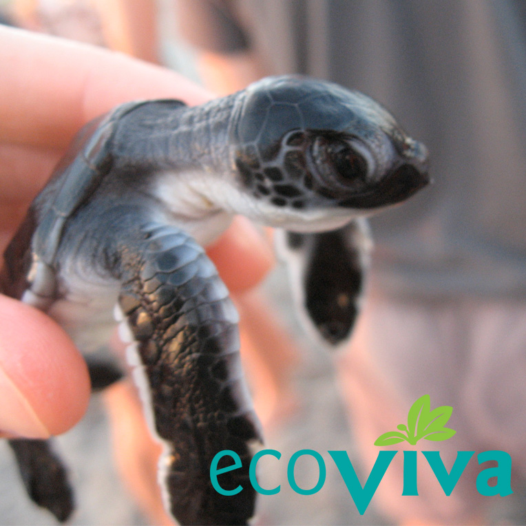 Photo 7 from EcoViva