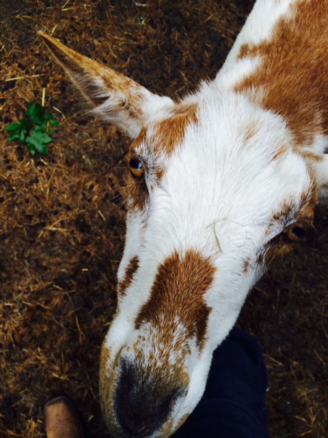 Photo 2 from ANIMAL MANOR INC