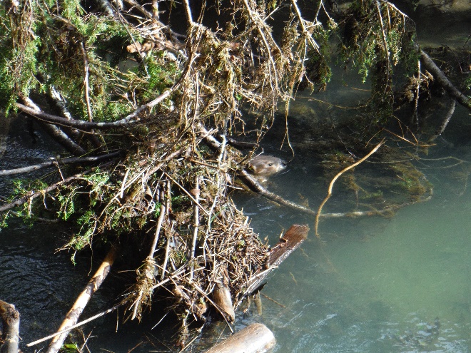 Photo 5 from COQUILLE WATERSHED ASSOCIATION