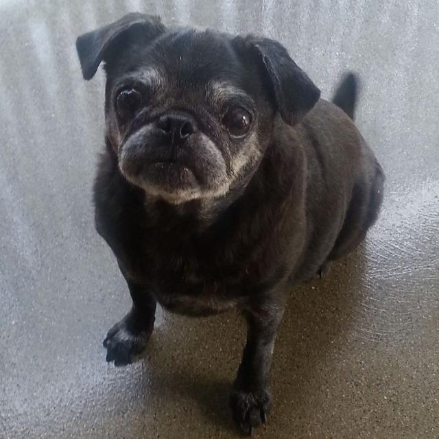 Photo 3 from ANIMAL MANOR INC