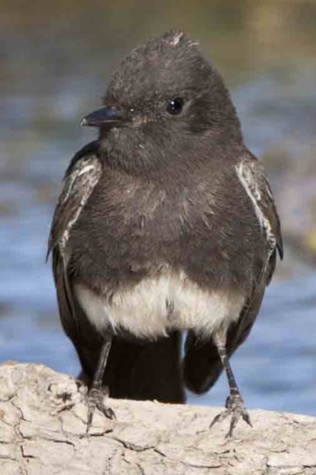 Photo 2 from FRIENDS OF THE SAN PEDRO RIVER INC