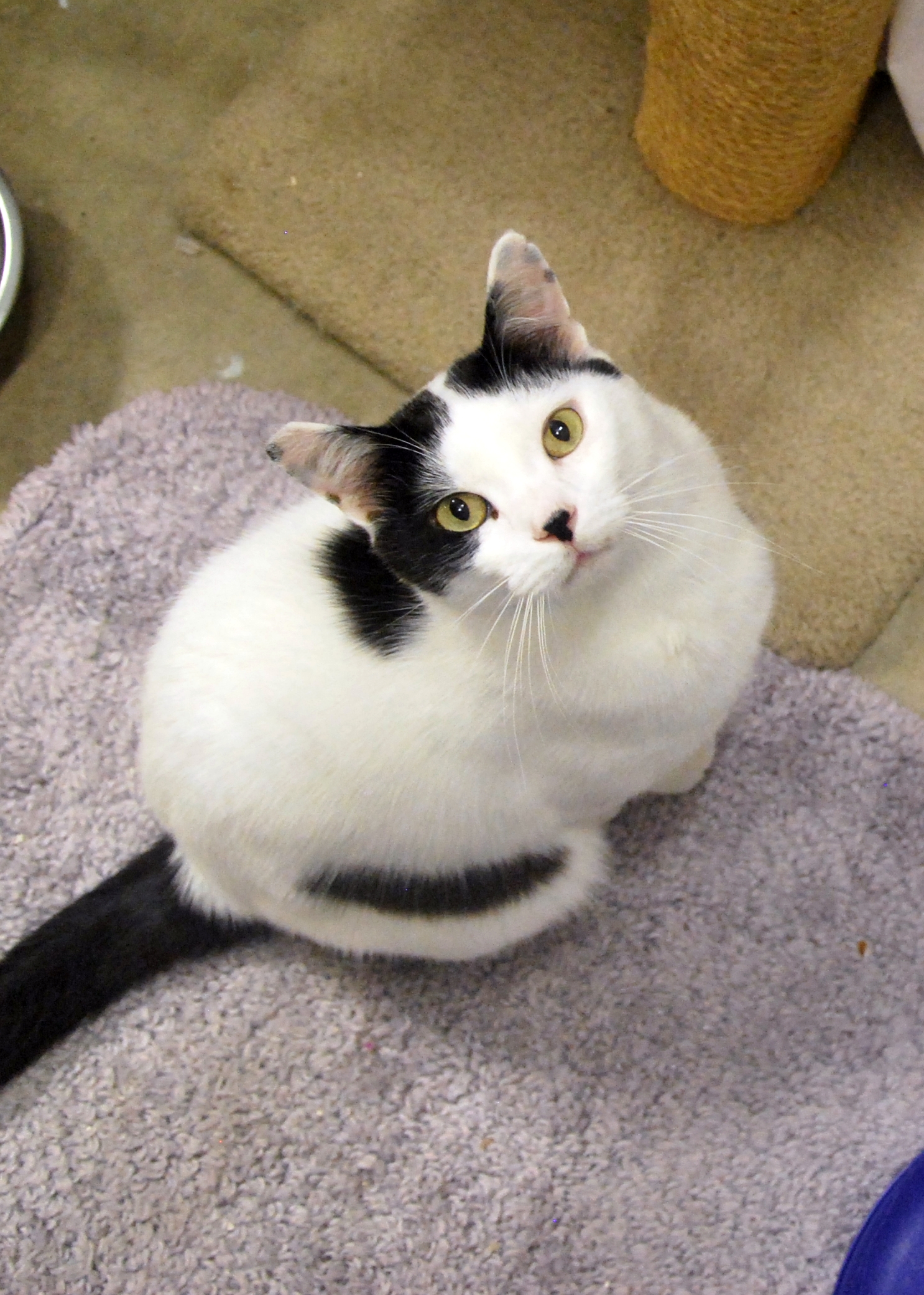 Photo 3 from SHELTER ANIMAL RESOURCE ALLIANCE (S.A.R.A.)