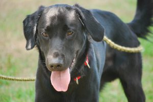 Photo 4 from HOUNDHAVEN INC