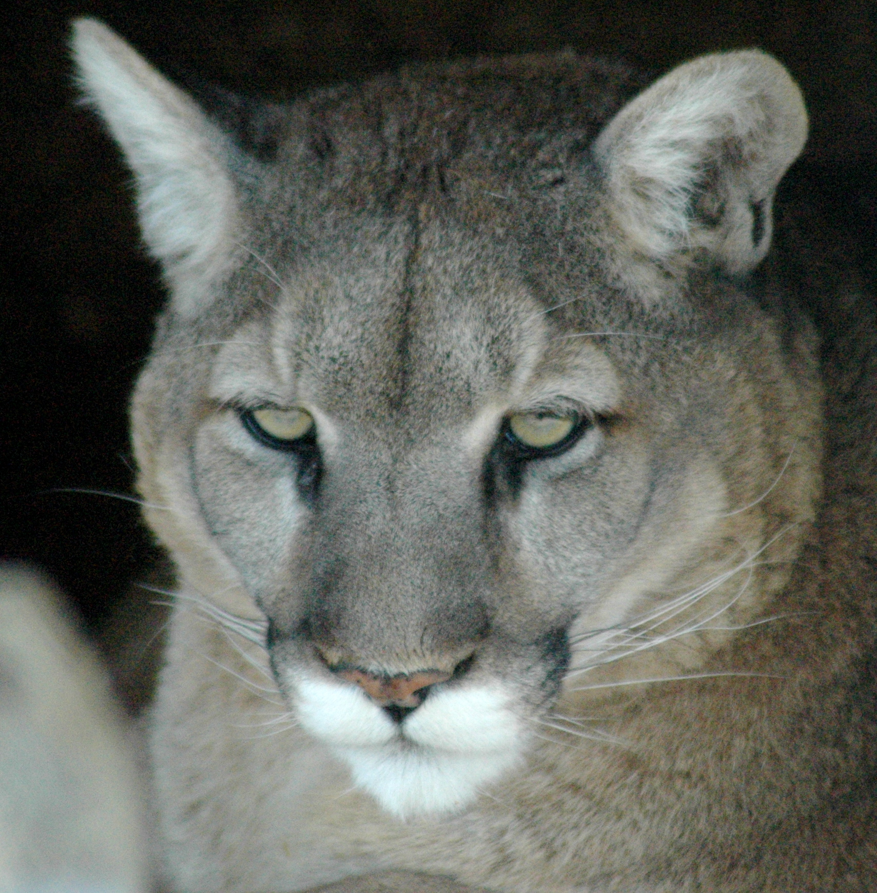 Photo 2 from BIG CATS OF SERENITY SPRINGS INC