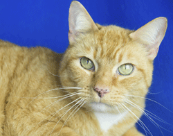 Photo 4 from Cat Adoption Team