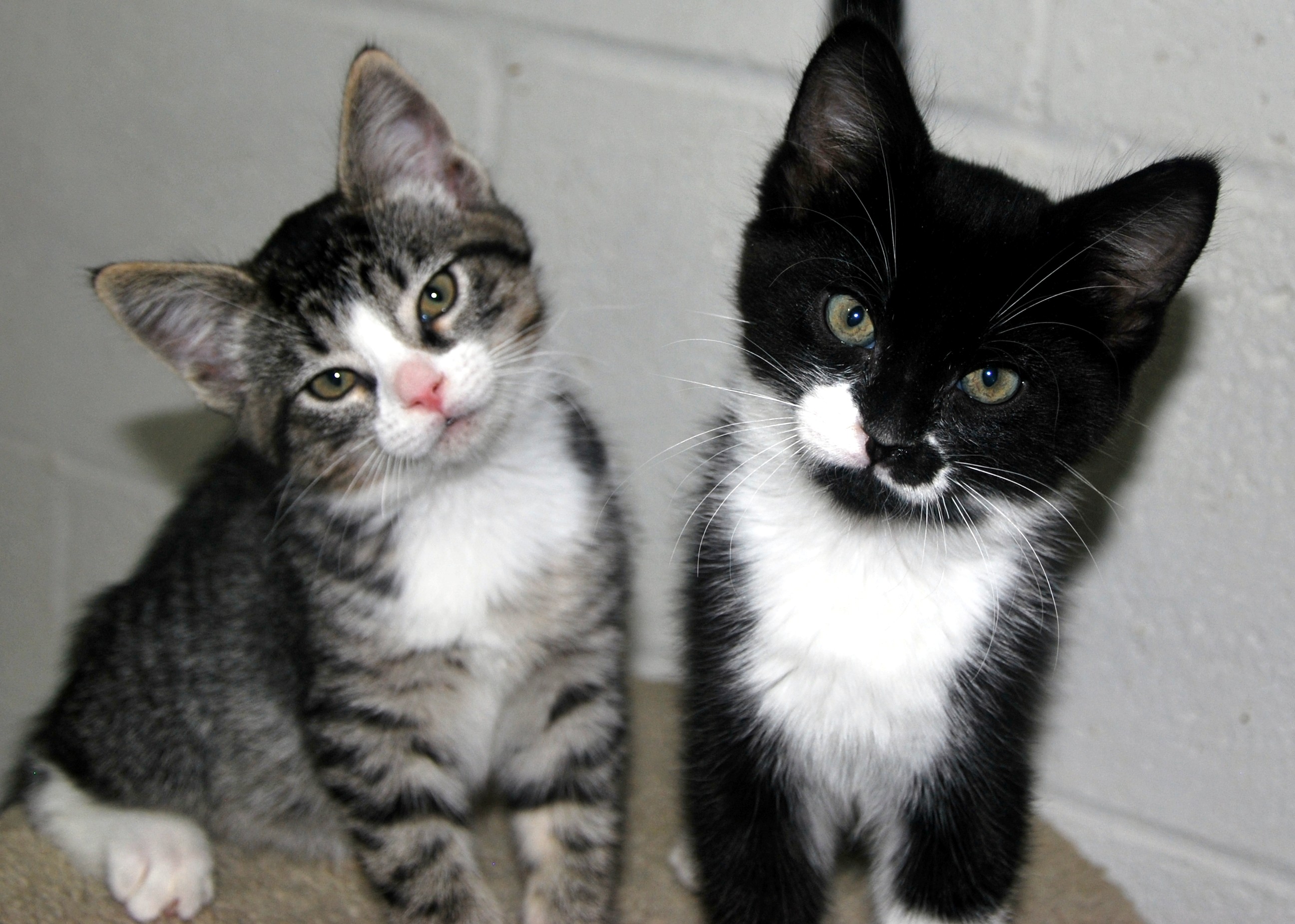 Photo 6 from SHELTER ANIMAL RESOURCE ALLIANCE (S.A.R.A.)