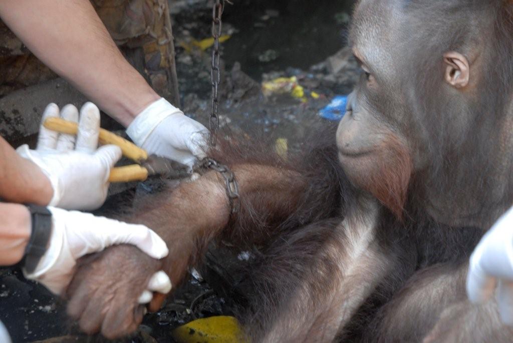 Photo 7 from INTERNATIONAL ANIMAL RESCUE US