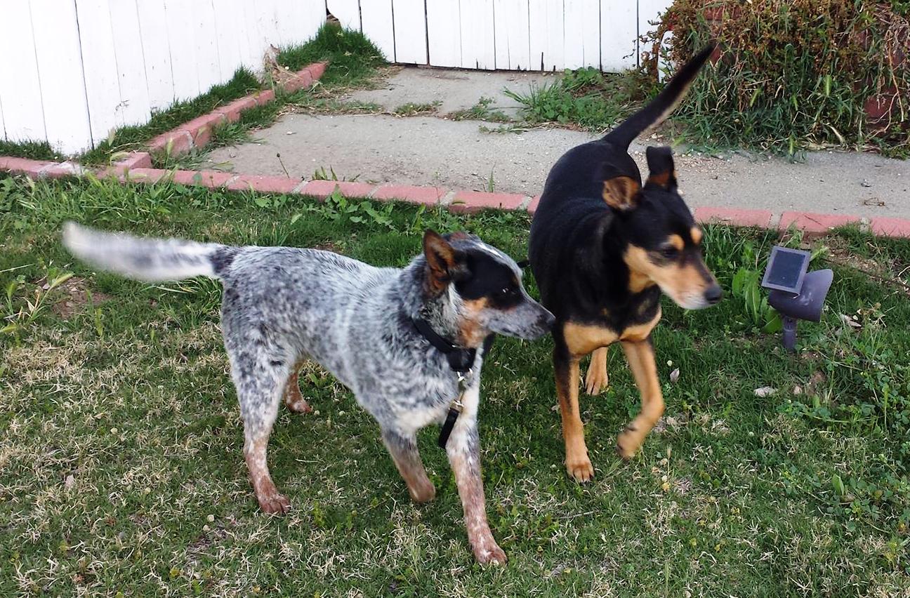 Photo 3 from K9 Resources and Rescues