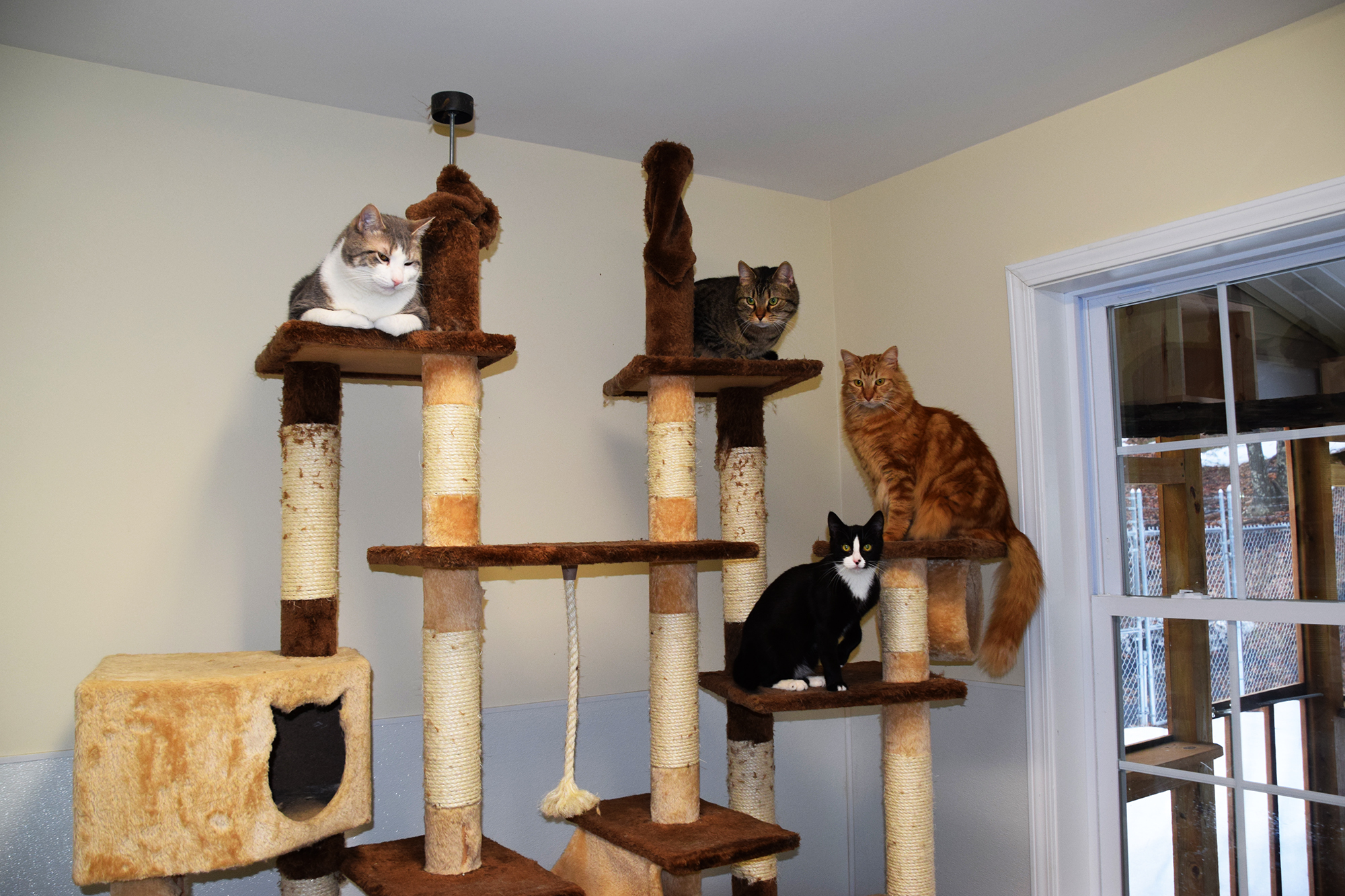 Photo 6 from ANIMAL MANOR INC