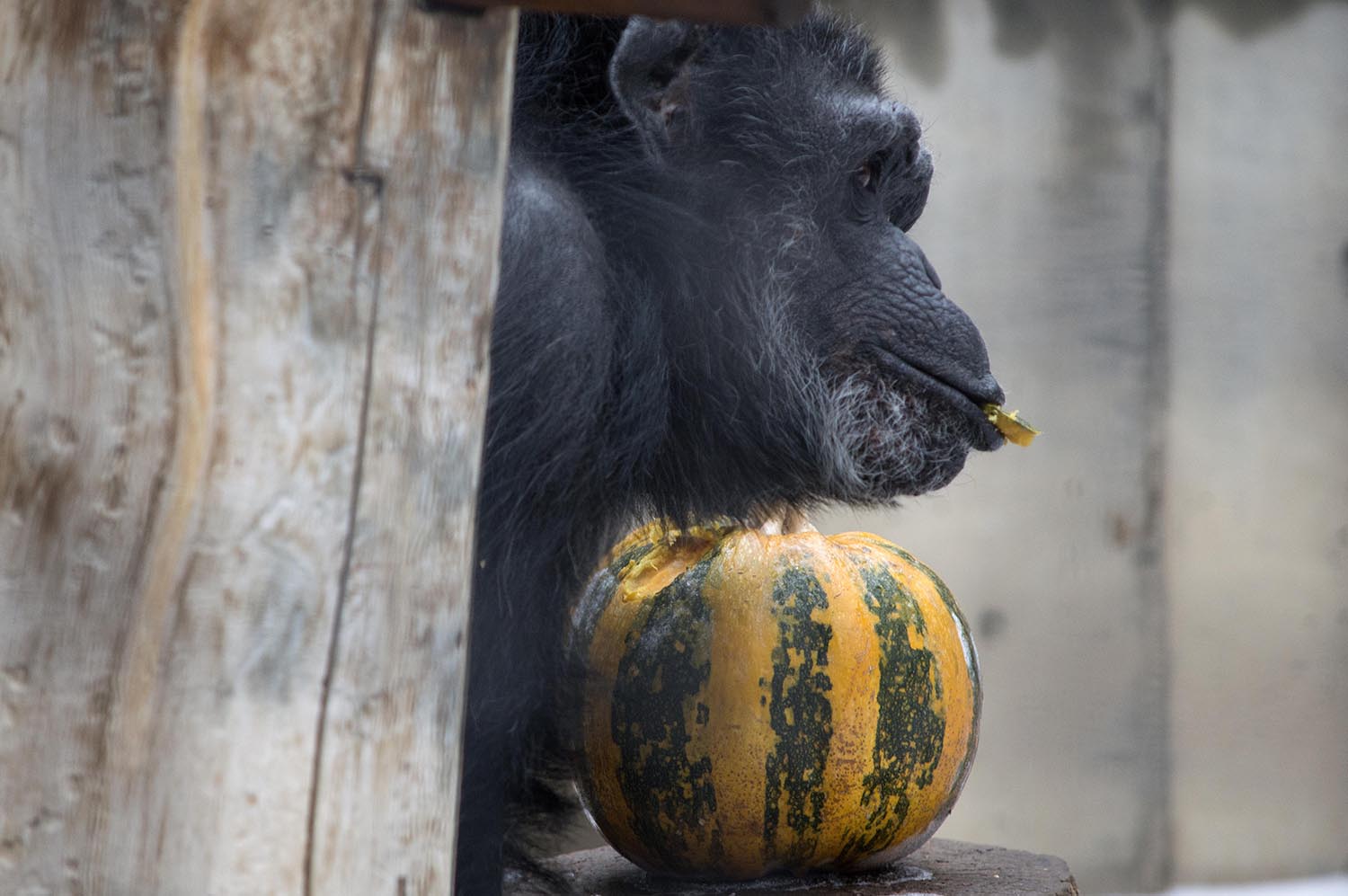 Photo 4 from CHIMPS INC