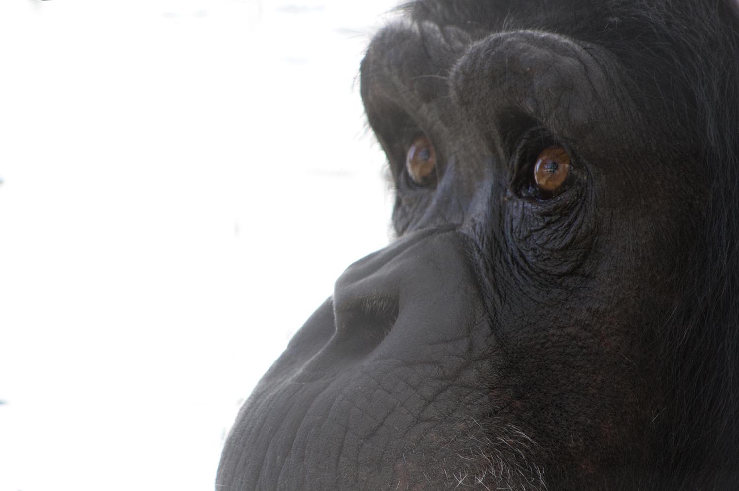 Photo 2 from CHIMPS INC